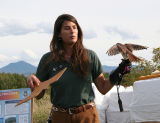 Kestrel flapping