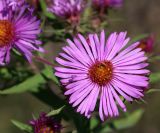 New England Asters - Symphyotrichum novae-angliae