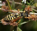 European Paper Wasp - Polistes dominulus
