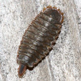 Beridinae (larva) possibly Allognosta sp.