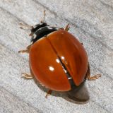 Polished Lady Beetle - Cycloneda munda