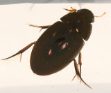 Tropisternus sp.