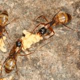 Camponotus americanus