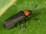 Chalepus walshii