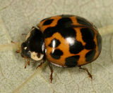 Multicolored Asian Lady Beetle - Harmonia axyridis