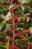 Russian Olive - Elaeagnus angustifolia