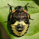 Green Stink Bug nymph - Chinavia hilaris