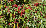 Russian Olive - Elaeagnus angustifolia
