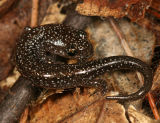 baby Red-backed (leadback) Salamander - Plethodon cinereus