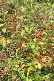 Winterberry - Ilex verticillata