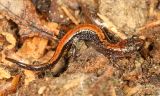 Red-backed Salamander - Plethodon cinereus (baby)