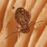 Ptenothrix marmorata