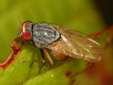 Lauxaniidae Flies