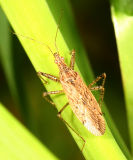 Damsel Bug - Nabis sp.