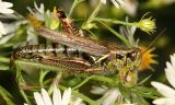 Melanoplus femurrubrum (female)