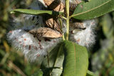 Milkweed seeds