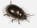 Klamath Weed Beetle - Chrysolina quadrigemina)