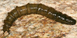 Tipula abdominalis larva