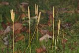 Stagshorn Clubmoss - Lycopodium clavatum