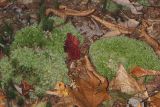 Leucobryum sp.