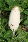 Coprinus sp.