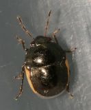 Ebony Bugs - Thyreocoridae