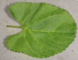 Golden Ragwort - Packera aurea (basal leaf)