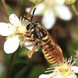 Sphecomyia vittata