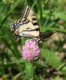 Canadian Tiger Swallowtail - Papilio canadensis