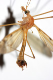male Sooty Crane Fly - Tipula fuliginosa