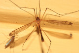 Tipula apicalis