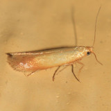 Tischeriidae - Coptotriche sp.