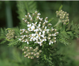 Common Yarrow - Achillea millefolium