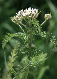 Common Yarrow - Achillea millefolium