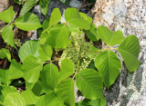 Western Poison Ivy - Toxicodendron rydbergii