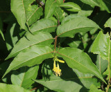 Bush-honeysuckle - Diervilla lonicera