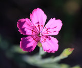 Dianthus sp.