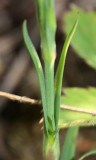 Dianthus sp.