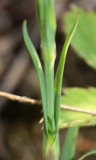 Maiden Pink - Dianthus deltoides