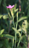 Dianthus sp.