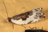 3354 - Little Cloud - Ancylis nubeculana
