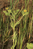 Potentilla sp.