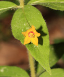 Whorled Loosestrife - Lysimachia quadrifolia