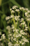 Northern Bedstraw - Galium boreale