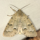 9207 - Unmarked Dagger - Acronicta innotata