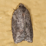 3748 - White-line Leafroller - Amorbia humerosana