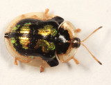 Mottled Tortoise Beetle - Deloyala guttata
