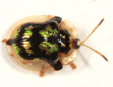 Mottled Tortoise Beetle - Deloyala guttata