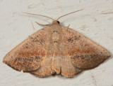 6806 - Tacparia atropunctata
