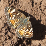 Field Crescent - Phyciodes pulchella